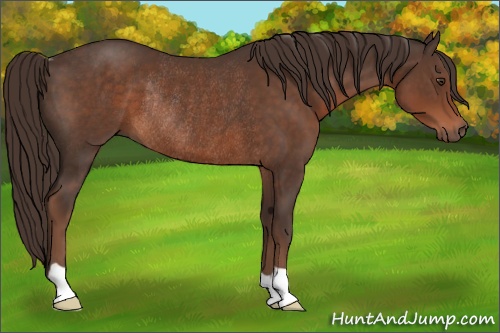 Horse Color: Liver Chestnut Rabicano 
