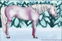 Horse Color:Gray Red Dun Appaloosa 