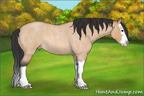 Horse Color: Bay Roan Dun Splash Rabicano 