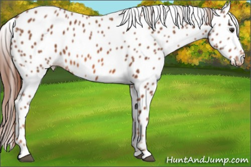 Horse Color: Liver Chestnut Leopard 
