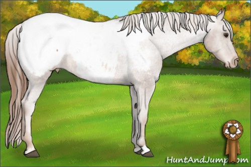 Horse Color: Liver Chestnut Sabino Snowcap 