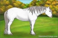 Horse Color:Grullo Roan Splash Appaloosa