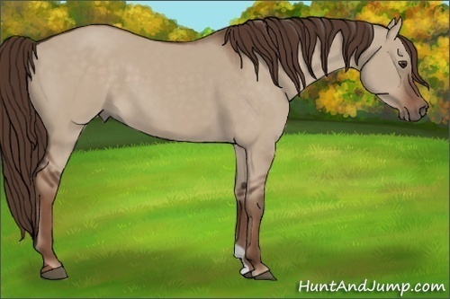 Horse Color: Liver Red Dun 