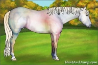 Horse Color:Gray Palomino Dun Frame 