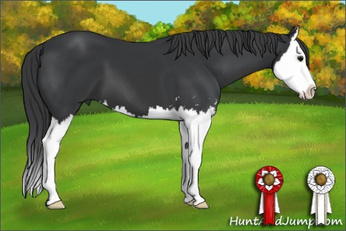 Horse Color: Black Sabino Splash 
