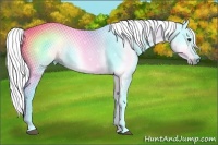 Horse Color:Gray Red Roan 