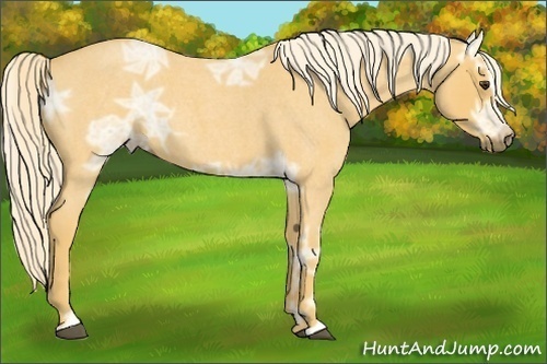 Horse Color: Palomino Ice Roan Sabino 