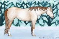 Horse Color:Gray Gold Champagne Dun 