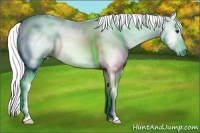 Horse Color:Gray Red Dun 