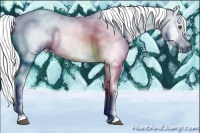 Horse Color:Gray Buckskin Dun Tobiano