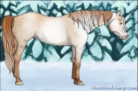 Horse Color:Gray Gold Champagne Dun 