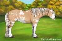 Horse Color:Silver Bay Dun Sabino 