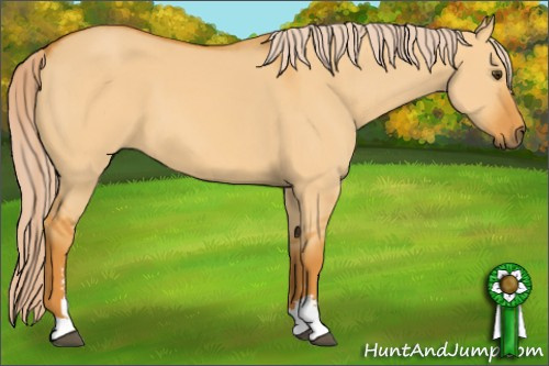 Horse Color: Chocolate Palomino Dun Sabino 