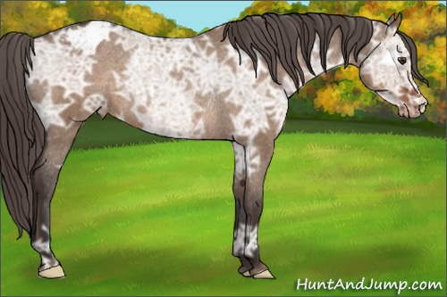 Horse Color: Liver Red Dun Ice Blanket Rabicano 