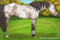 Horse Color:Liver Red Dun Ice Appaloosa Rabicano 