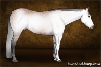 Horse Color:Gray Bay 