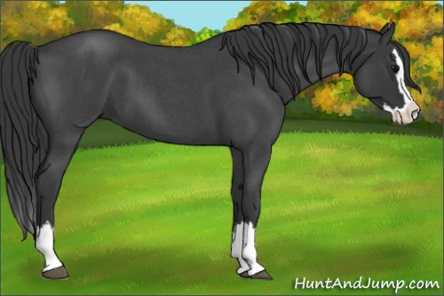 Horse Color: Brown Roan Splash 