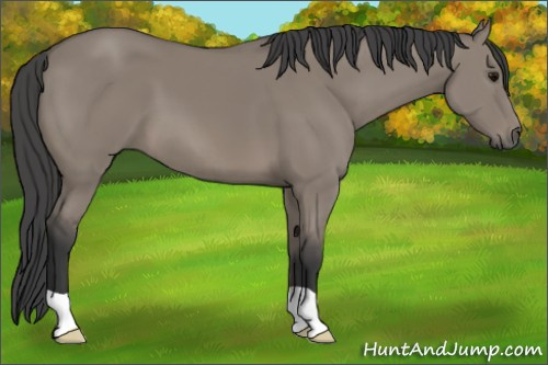 Horse Color: Unknown 