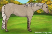 Horse Color:Silver Grullo 
