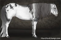 Horse Color:Black Splash Frame Appaloosa Rabicano 