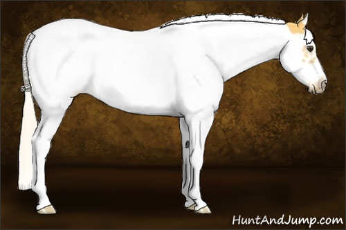 Horse Color: Palomino Splash Frame 