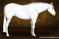 Horse Color:Palomino Splash Frame