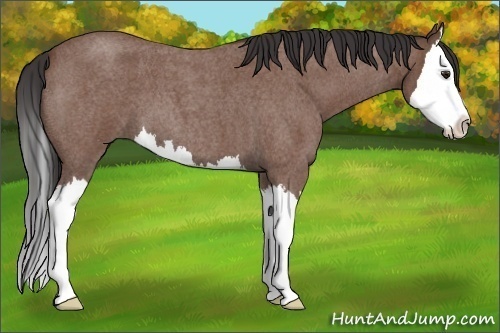 Horse Color: Bay Roan Splash 