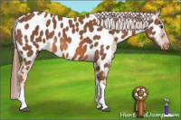 Horse Color:Chestnut Tobiano Appaloosa 