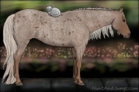 Horse Color:Silver Blue Roan 