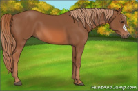 Horse Color:Liver Chestnut 