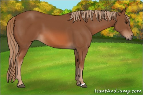Horse Color: Liver Chestnut 