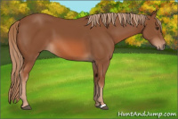 Horse Color:Liver Chestnut 