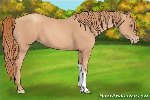 Horse Color:Gold Champagne 