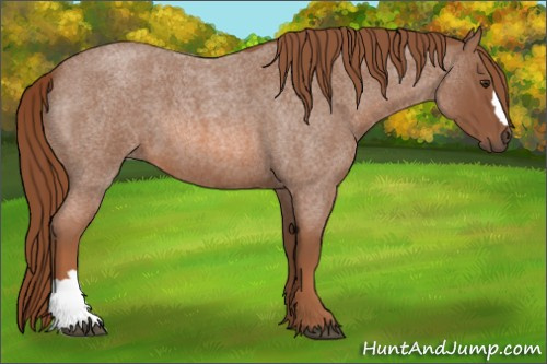 Horse Color:Unknown 