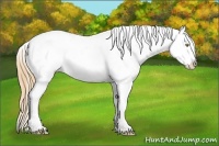 Horse Color:Gold Champagne Snowcap 