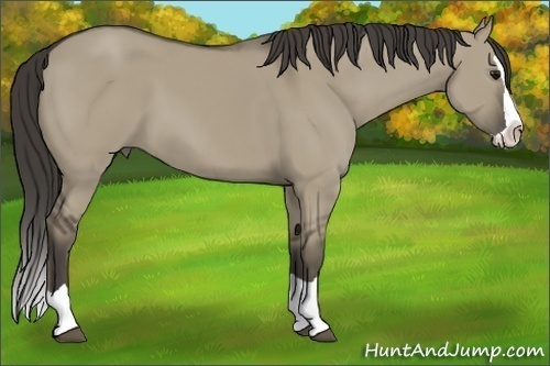 Horse Color: Smoky Grullo Splash 