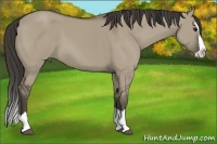 Horse Color:Smoky Grullo Splash