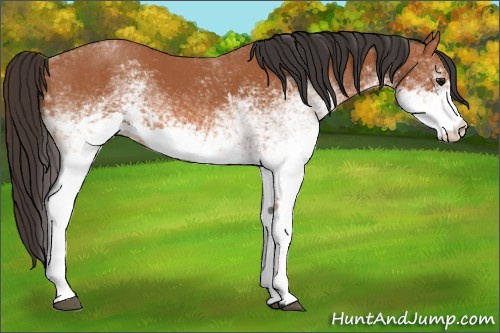 Horse Color:White Spotted Bay 