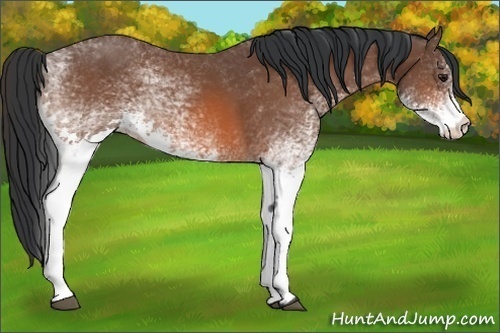 Horse Color:White Spotted Bay
