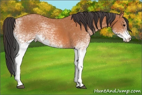 Horse Color:White Spotted Bay 