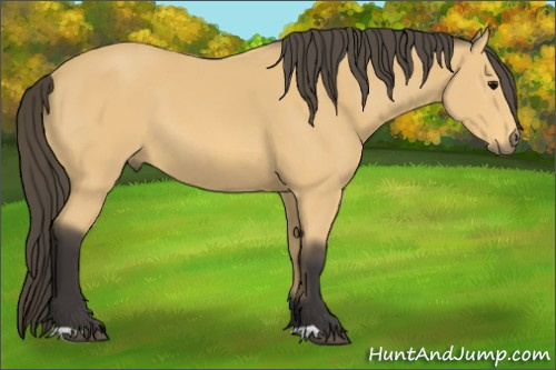 Horse Color: Buckskin 