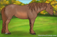 Horse Color:Liver Red Roan 