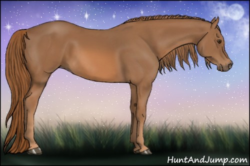 Horse Color: Chestnut 