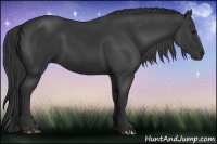 Horse Color:Black 