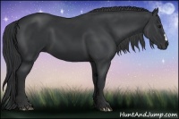 Horse Color:Black 