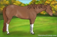 Horse Color:Chestnut 
