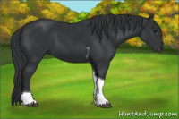 Horse Color:Black Tobiano 