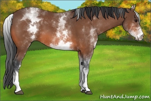Horse Color:White Spotted Bay 