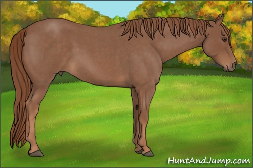 Horse Color:Red Roan