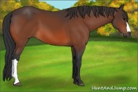 Horse Color:Bay 